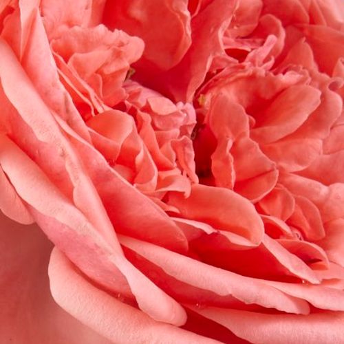 Trandafiri online - Roz - trandafir pentru straturi Floribunda - trandafir cu parfum intens - Rosa Kimono - De Ruiter Innovations BV. - Trandafir de strat, sădite în grup, poate fii un petec de culoare în grădină.